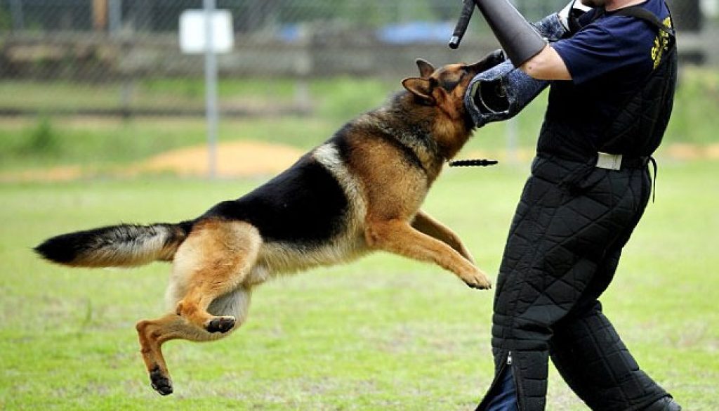 Top 5 Best Security Guard Dog Breeds Security Guards Bristol