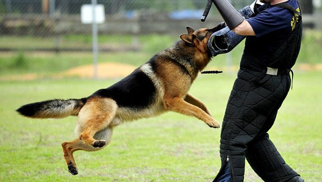 best dog to have for protection